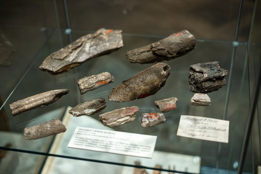 Wystawa Artificalia, naturalia, exotica w Muzeum Archeologicznym we Wrocławiu